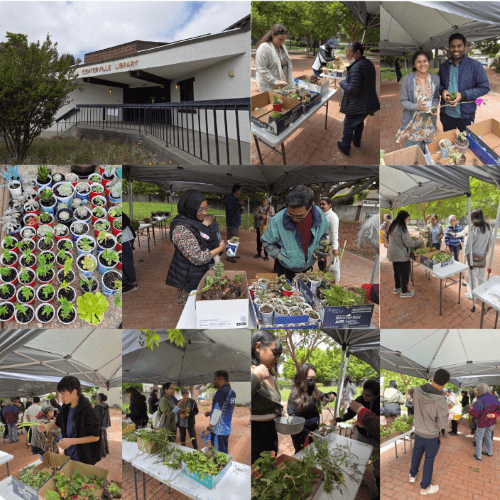 Acc - Centerville Library Plant and Cutting Swap Event - 3rd May 2025